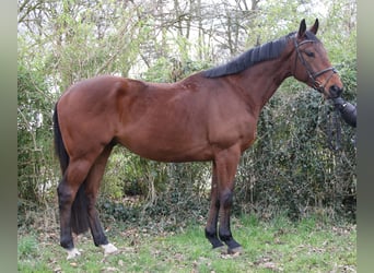 Irish Sport Horse, Wallach, 4 Jahre, 171 cm, Brauner