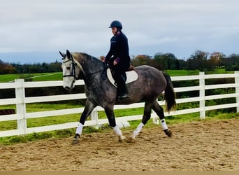 Irish Sport Horse, Wallach, 4 Jahre, 172 cm, Schimmel