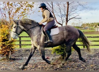 Irish Sport Horse, Wallach, 4 Jahre, 172 cm, Schimmel