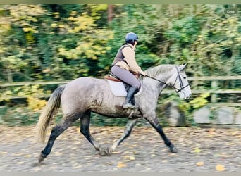 Irish Sport Horse, Wallach, 4 Jahre, 172 cm, Schimmel
