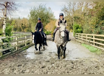 Irish Sport Horse, Wallach, 4 Jahre, 172 cm, Schimmel