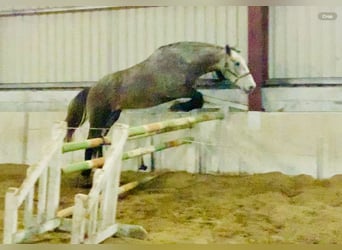 Irish Sport Horse, Wallach, 4 Jahre, 172 cm, Schimmel