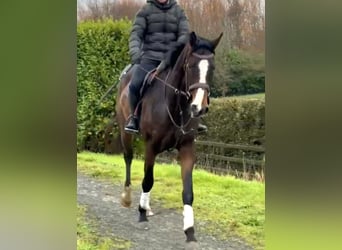 Irish Sport Horse, Wallach, 4 Jahre, 173 cm, Dunkelbrauner