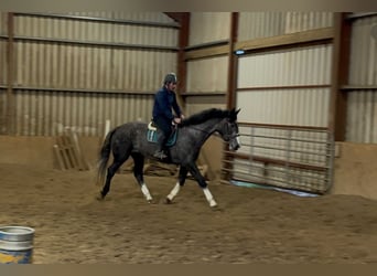 Irish Sport Horse, Wallach, 4 Jahre, 173 cm, Schimmel