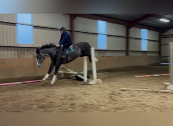 Irish Sport Horse, Wallach, 4 Jahre, 173 cm, Schimmel