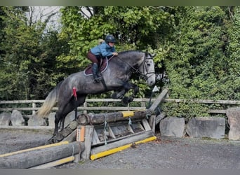Irish Sport Horse, Wallach, 4 Jahre, 173 cm, Schimmel