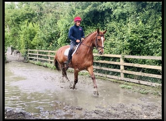 Irish Sport Horse, Wallach, 4 Jahre, 175 cm, Fuchs