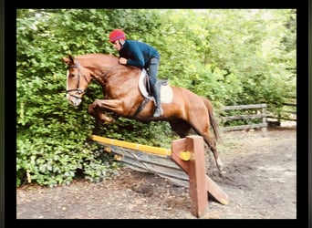 Irish Sport Horse, Wallach, 4 Jahre, 175 cm, Fuchs