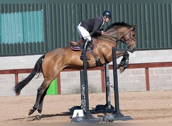 Irish Sport Horse, Wallach, 4 Jahre, 175 cm, Rotbrauner