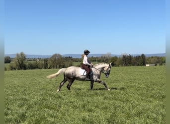Irish Sport Horse, Wallach, 4 Jahre, Apfelschimmel