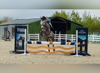 Irish Sport Horse, Wallach, 4 Jahre, Apfelschimmel