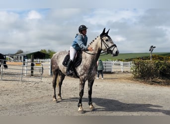 Irish Sport Horse, Wallach, 4 Jahre, Apfelschimmel