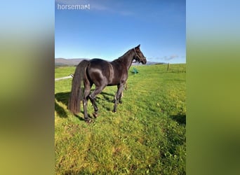 Irish Sport Horse, Wallach, 4 Jahre, Rappe