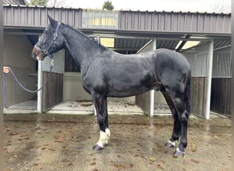 Irish Sport Horse, Wallach, 5 Jahre, 150 cm, Dunkelbrauner