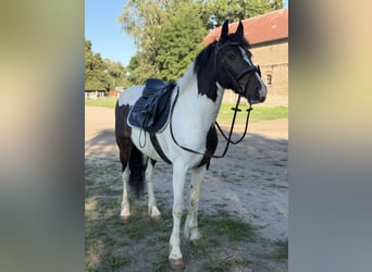 Irish Sport Horse Mix, Wallach, 5 Jahre, 150 cm, Schecke