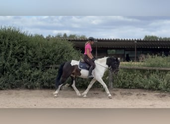 Irish Sport Horse Mix, Wallach, 5 Jahre, 150 cm, Schecke