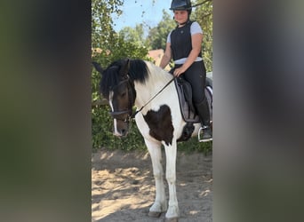 Irish Sport Horse Mix, Wallach, 5 Jahre, 150 cm, Schecke