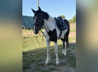 Irish Sport Horse Mix, Wallach, 5 Jahre, 150 cm, Schecke
