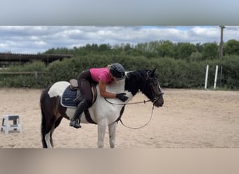 Irish Sport Horse Mix, Wallach, 5 Jahre, 150 cm, Schecke