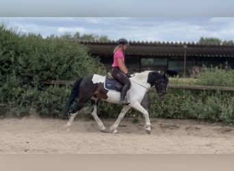 Irish Sport Horse Mix, Wallach, 5 Jahre, 150 cm, Schecke