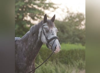 Irish Sport Horse, Wallach, 5 Jahre, 150 cm, Schimmel