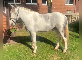 Irish Sport Horse, Wallach, 5 Jahre, 152 cm, Schecke