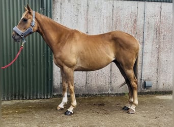Irish Sport Horse, Wallach, 5 Jahre, 153 cm, Dunkelfuchs