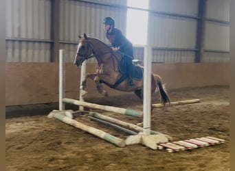 Irish Sport Horse, Wallach, 5 Jahre, 153 cm, Dunkelfuchs