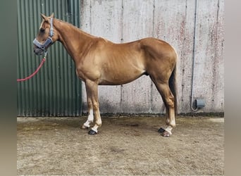 Irish Sport Horse, Wallach, 5 Jahre, 153 cm, Dunkelfuchs