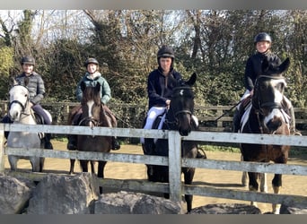 Irish Sport Horse Mix, Wallach, 5 Jahre, 153 cm, Tigerschecke