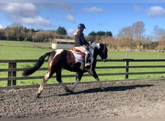 Irish Sport Horse Mix, Wallach, 5 Jahre, 153 cm, Tigerschecke