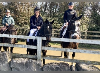 Irish Sport Horse Mix, Wallach, 5 Jahre, 153 cm, Tigerschecke