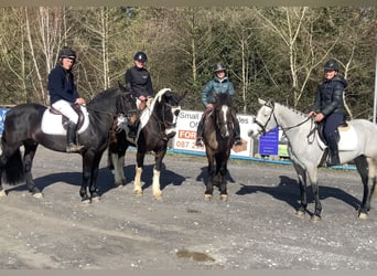 Irish Sport Horse Mix, Wallach, 5 Jahre, 153 cm, Tigerschecke