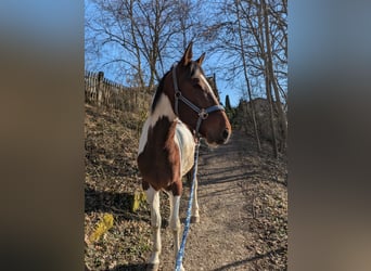 Irish Sport Horse Mix, Wallach, 5 Jahre, 155 cm, Schecke