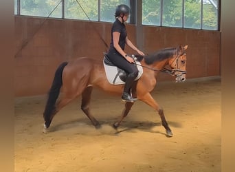 Irish Sport Horse, Wallach, 5 Jahre, 158 cm, Brauner