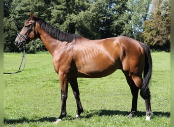Irish Sport Horse, Wallach, 5 Jahre, 160 cm, Brauner