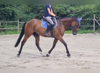 Irish Sport Horse, Wallach, 5 Jahre, 160 cm, Brauner