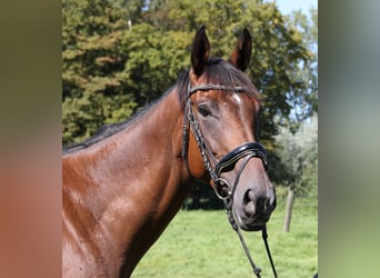 Irish Sport Horse, Wallach, 5 Jahre, 160 cm, Brauner