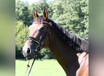 Irish Sport Horse, Wallach, 5 Jahre, 160 cm, Brauner