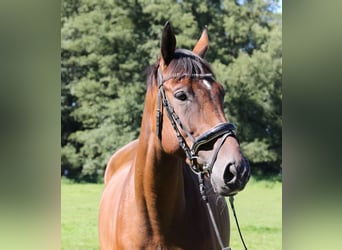 Irish Sport Horse, Wallach, 5 Jahre, 160 cm, Brauner