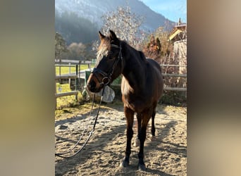Irish Sport Horse, Wallach, 5 Jahre, 160 cm, Dunkelbrauner