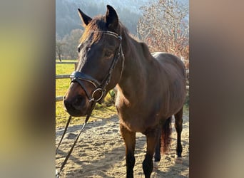 Irish Sport Horse, Wallach, 5 Jahre, 160 cm, Dunkelbrauner