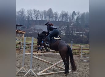 Irish Sport Horse, Wallach, 5 Jahre, 160 cm