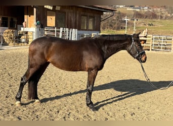 Irish Sport Horse, Wallach, 5 Jahre, 160 cm
