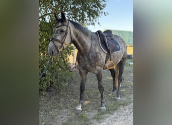 Irish Sport Horse, Wallach, 5 Jahre, 160 cm, Rappschimmel