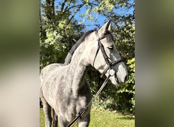 Irish Sport Horse, Wallach, 5 Jahre, 160 cm, Schimmel