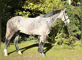Irish Sport Horse, Wallach, 5 Jahre, 160 cm, Schimmel