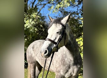 Irish Sport Horse, Wallach, 5 Jahre, 160 cm, Schimmel