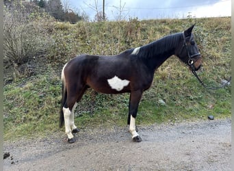 Irish Sport Horse Mix, Wallach, 5 Jahre, 161 cm, Schecke
