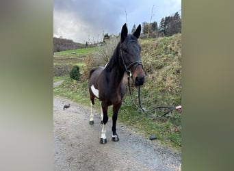 Irish Sport Horse Mix, Wallach, 5 Jahre, 161 cm, Schecke